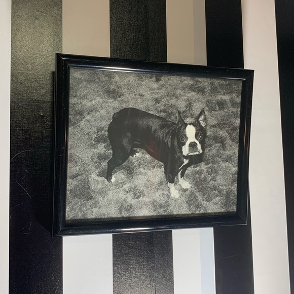 Set of 3 Professionally Framed Boston Terrier Gallery Wall Prints Vintage Photos - Picture 15 of 17